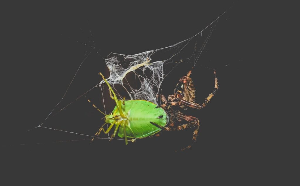 Araneus diadematus spider and Chinavia hilaris bug in web