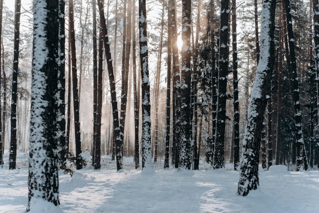 Woods Covered With Snow